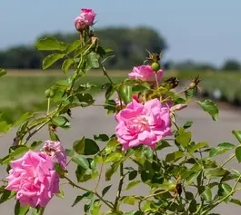 Rosier Sweet Fragance-3.webp