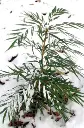 Mahonia eurybracteata Sweet Winter-2.webp