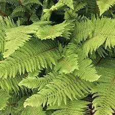 Polystichum setiferum Herrenhausen-2.webp