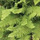 Polystichum setiferum Herrenhausen-2.webp