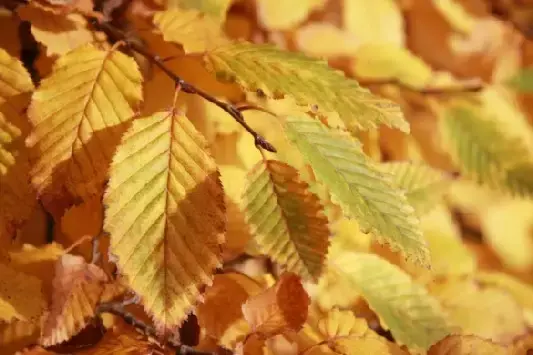 carpinus-feuilles.webp
