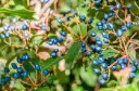 Viburnum tinus-AdobeStock_184738210.webp
