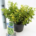 Euonymus fortunei Blondy-1.webp