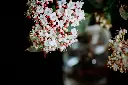 unsplash_iKqXYuMKcUA_VIBURNUM TINUS.webp