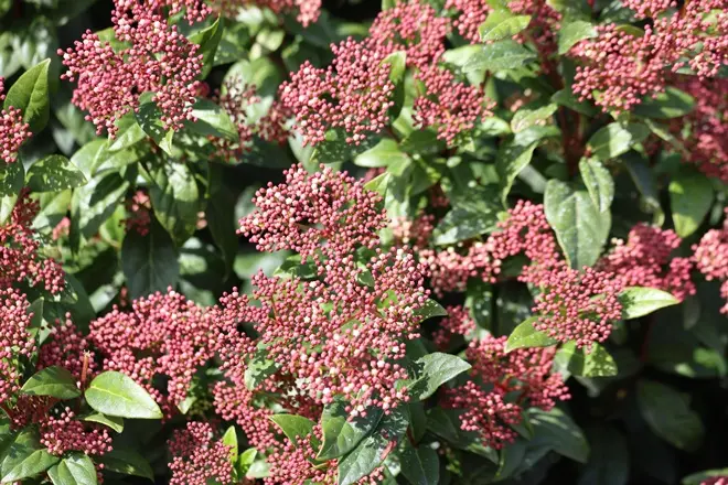 Viburnum tinus-AdobeStock_1271346828.webp