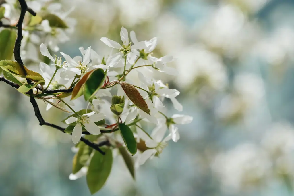 unsplash_RgD7f0J9pTA_amelanchier.webp
