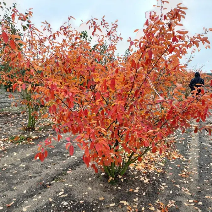 amelanchier-lamarckii.webp
