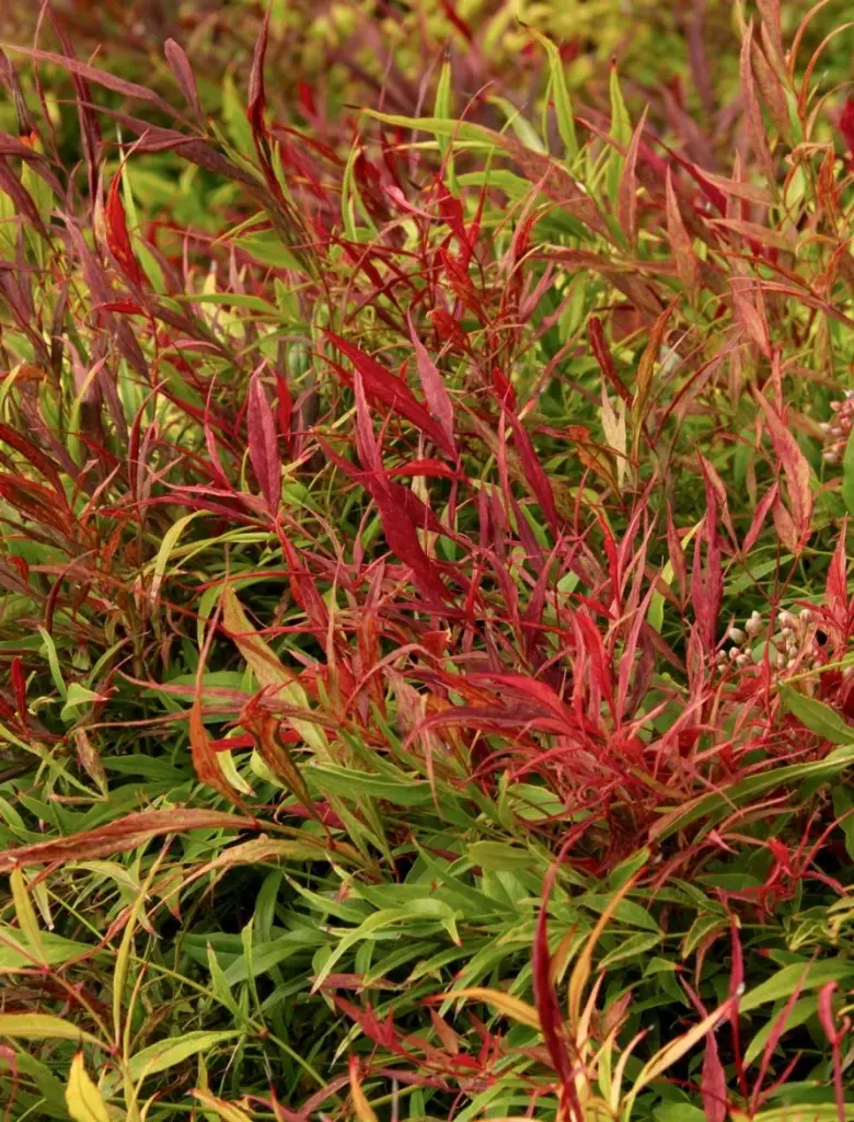 Nandina domestica Sienna Sunrise-2.webp