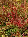 Nandina domestica Sienna Sunrise-2.webp