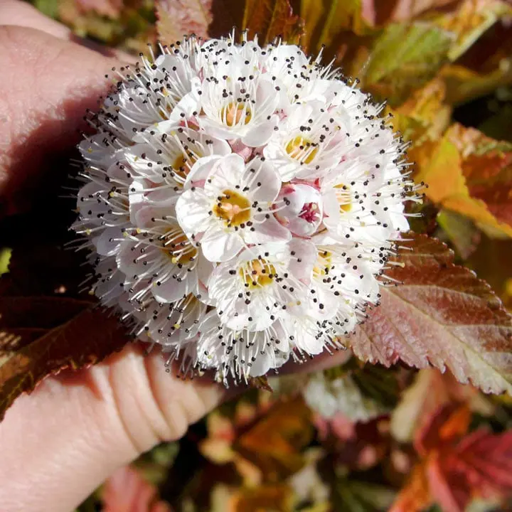 PHYSOCARPUS opulifolius AMBER JUBILEE®-1.webp