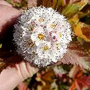PHYSOCARPUS opulifolius AMBER JUBILEE®-1.webp
