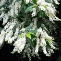 Prunus lusitanica.webp
