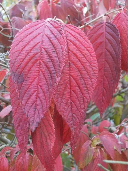Viburnum plicatum Mariesii-aut.webp