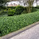 ligustrum-ovalifolium-haie.webp