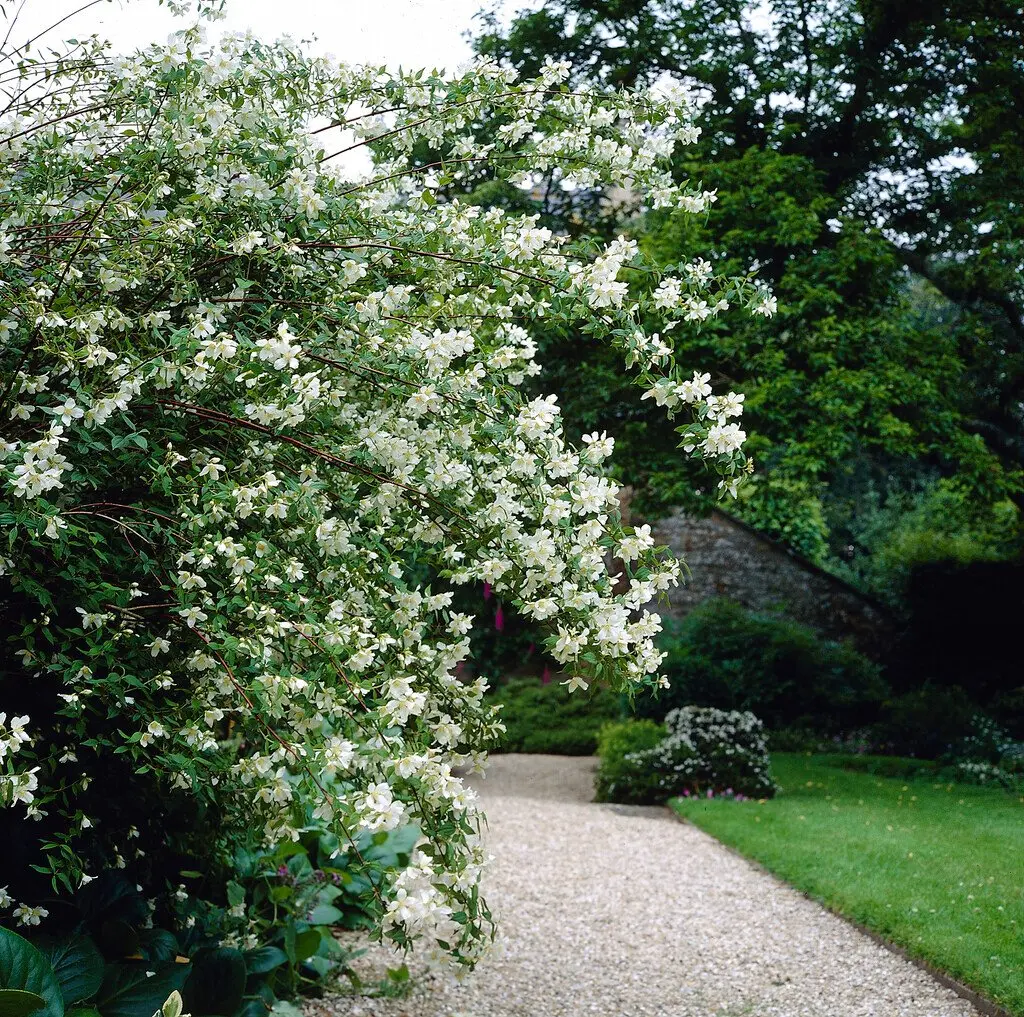 Philadelphus lemoinei-arb.webp