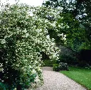 Philadelphus lemoinei-arb.webp