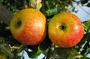 reine-des-reinettes2.webp