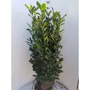 Prunus laurocerasus Elly-motte.webp