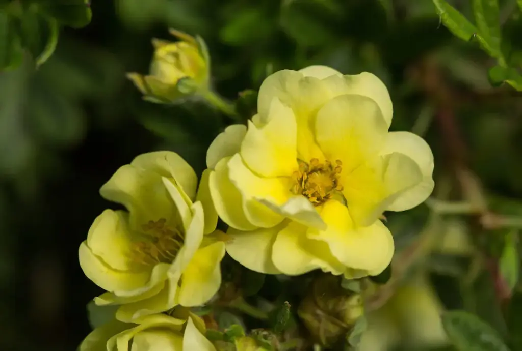 potentille lemon meringue fleurs.webp