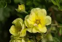 potentille lemon meringue fleurs.webp