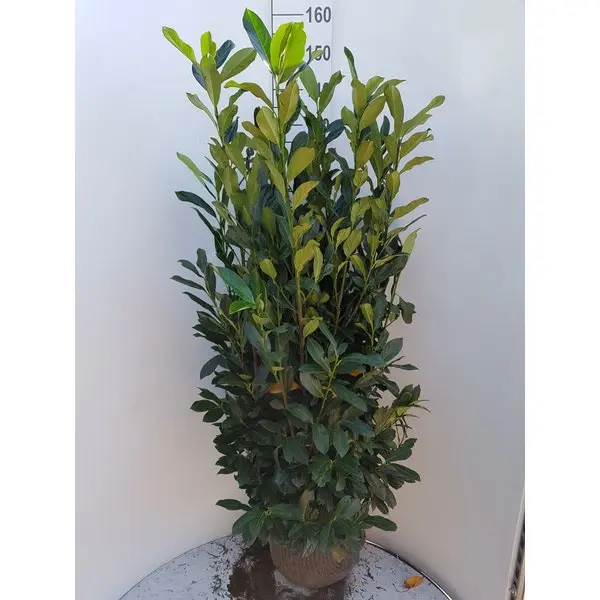 Prunus laurocerasus Elly-motte.webp