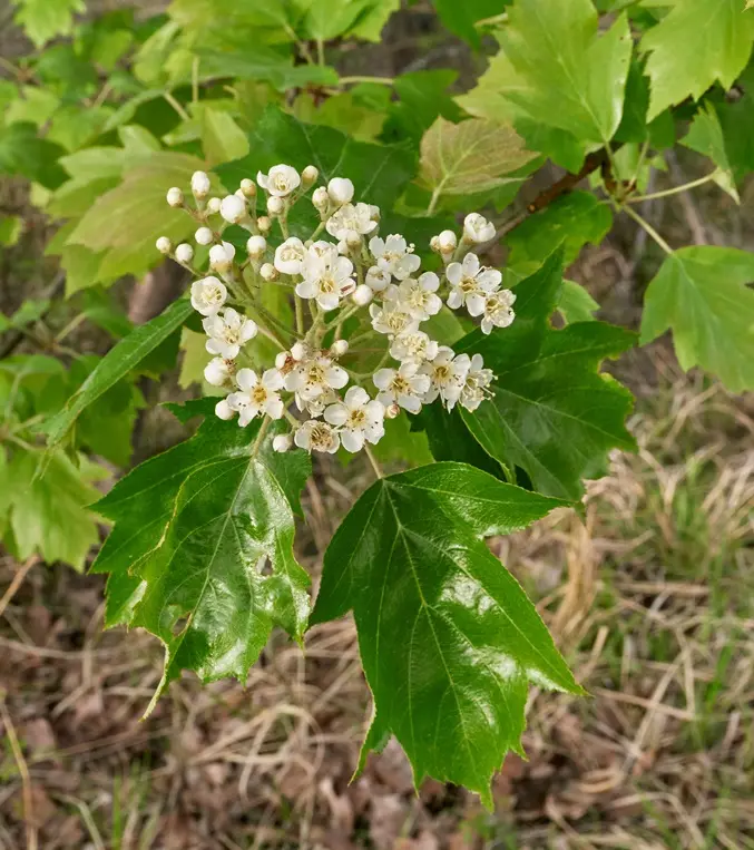 Sorbus TORMINALIS-AdobeStock_520549173.webp