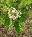 Sorbus TORMINALIS-AdobeStock_520549173.webp