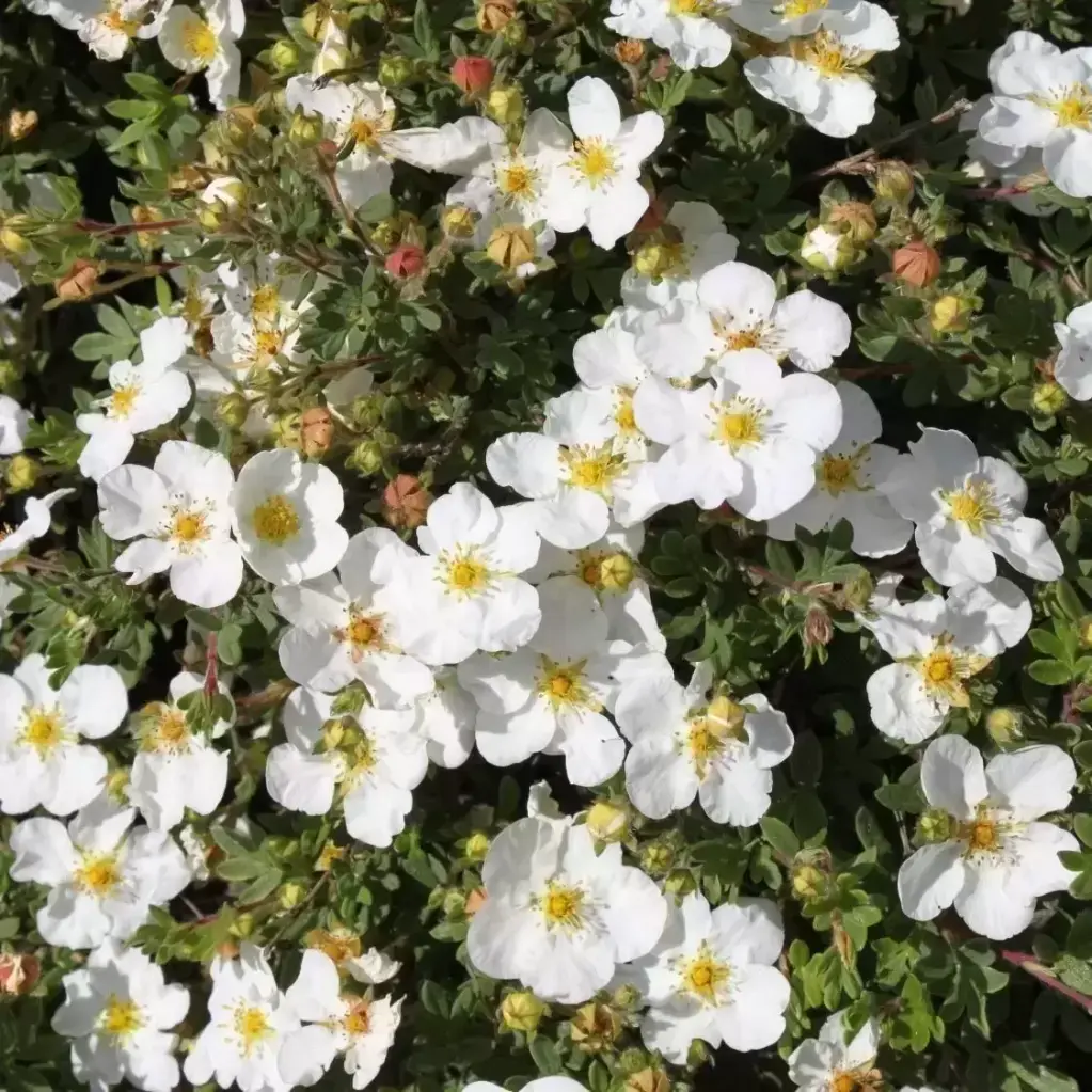 Potentilla fruticosa abbostswood-fleurs.webp