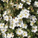 Potentilla fruticosa abbostswood-fleurs.webp