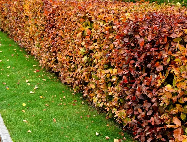 Fagus sylvatica-AdobeStock_388484832.webp