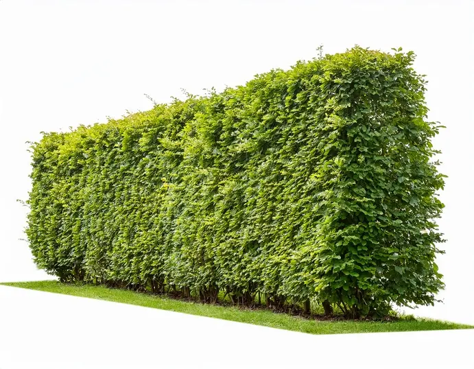 Fagus sylvatica-AdobeStock_1516562837.webp