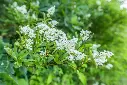 ligustrum-fleurs-AdobeStock_216952832.webp