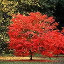 acer-fireglow-3.webp