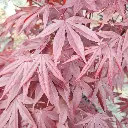 acer-fireglow-2.webp