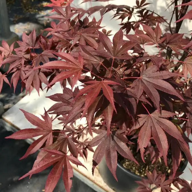 acer-fireglow-1.webp