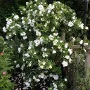 Rosa rugosa Double De Coubert-1.webp