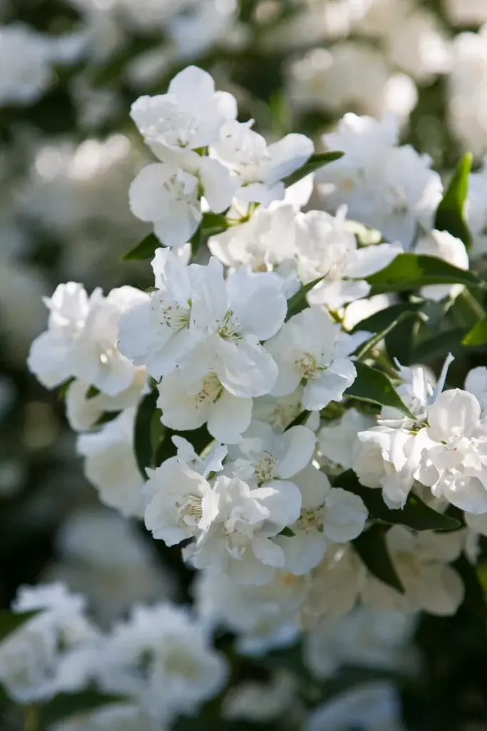 Philadelphus Dame Blanche.webp