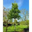 Betula ermanii.webp