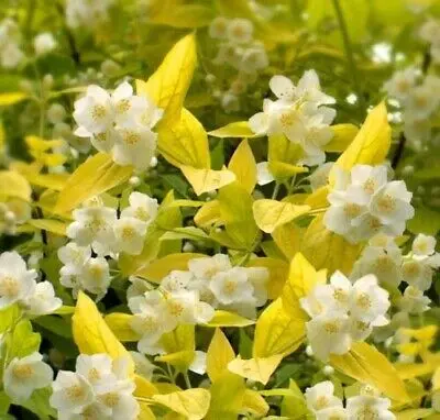 Philadelphus coronarius Aureus fleurs.webp