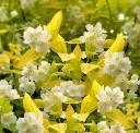 Philadelphus coronarius Aureus fleurs.webp