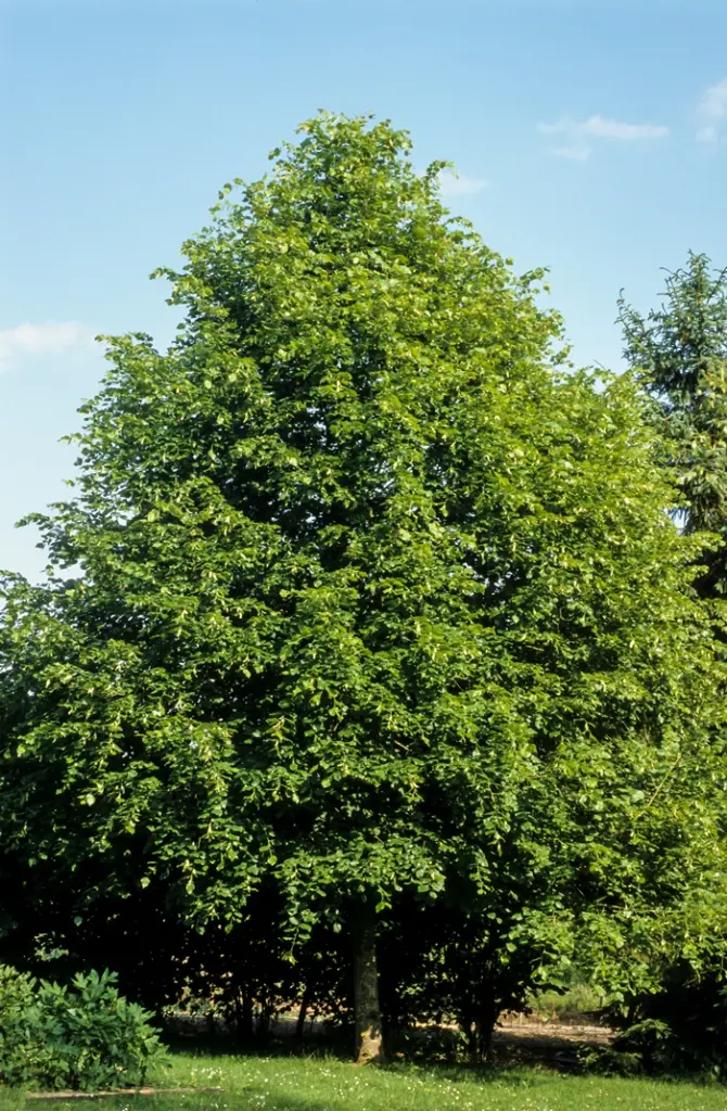 Tilia platyphyllos-AdobeStock_350811815.webp