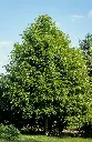 Tilia platyphyllos-AdobeStock_350811815.webp