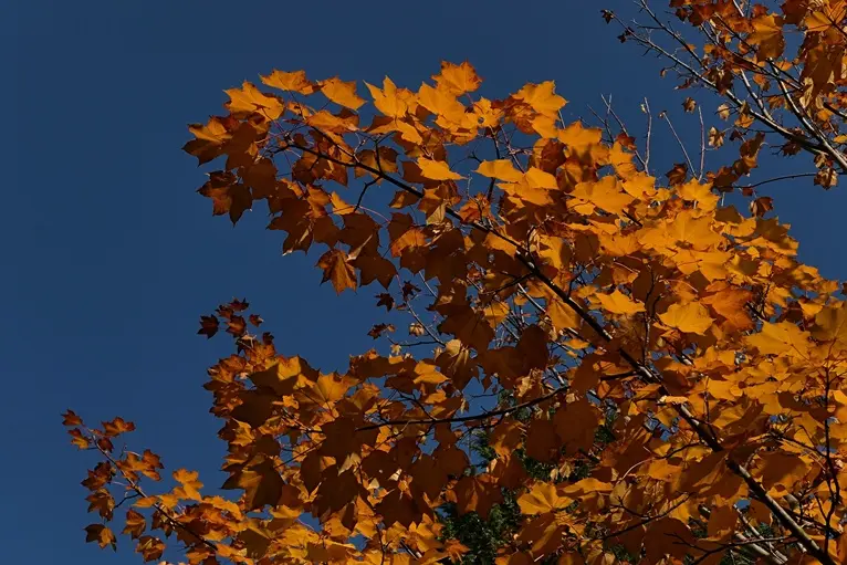 Acer cappadocicum Aureum-AdobeStock_1251061575.webp