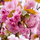 Prunus serrulata Kanzan fleurs.webp