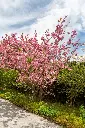 Prunus serrulata Kanzan Cepee-AdobeStock_1498267901.webp