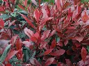 photinia-carre-riuge--AdobeStock_649303559.webp