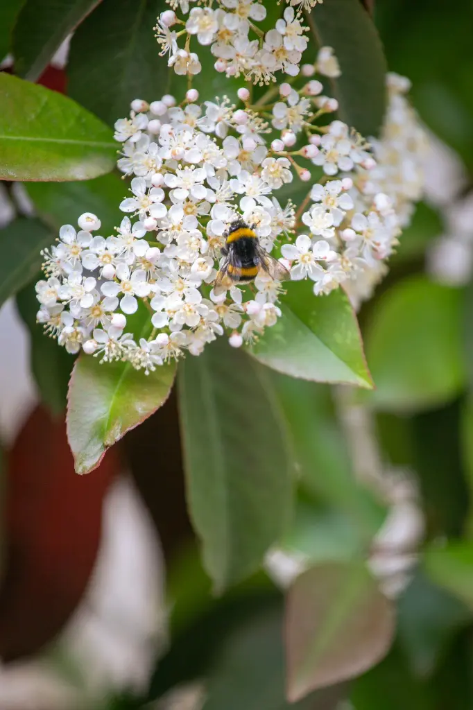 unsplash_7tPFg3uxLQs_Photinia .webp