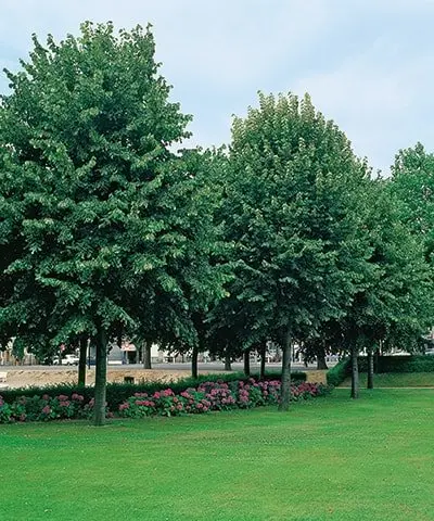 Tilia europaea Euchlora.webp