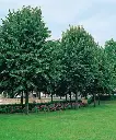 Tilia europaea Euchlora.webp