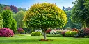 carpinus-betulus-IA-AdobeStock_1068107876.webp
